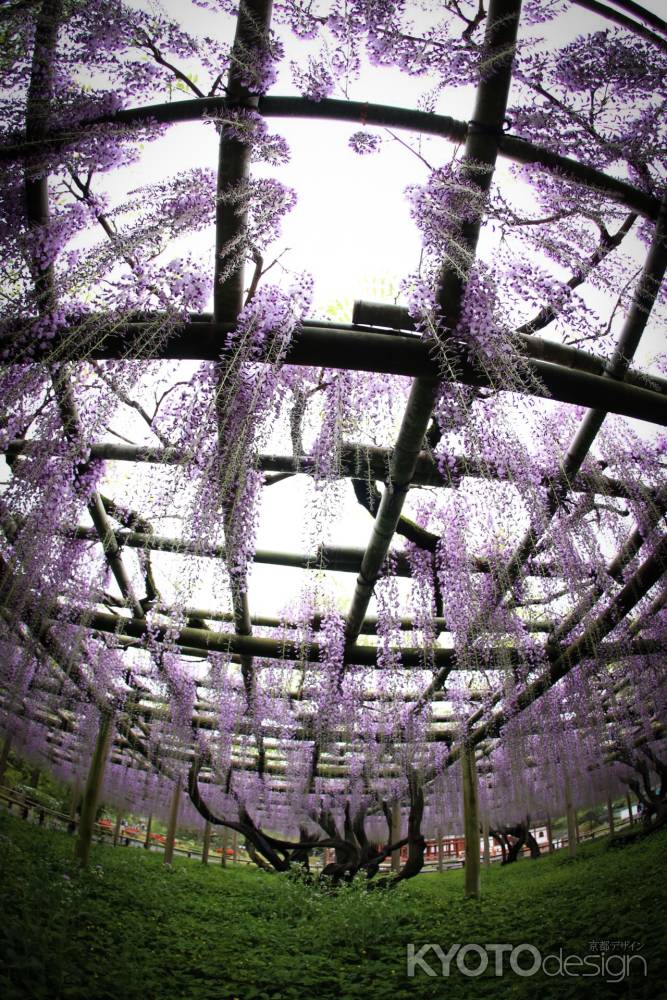 平等院鳳凰堂  藤棚