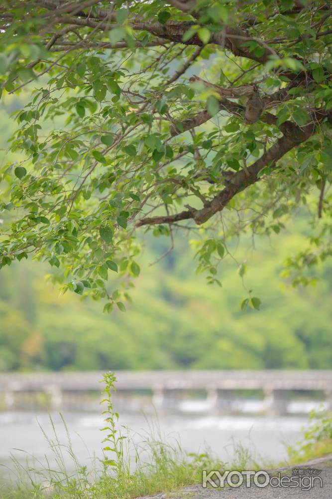 渡月橋がある景色