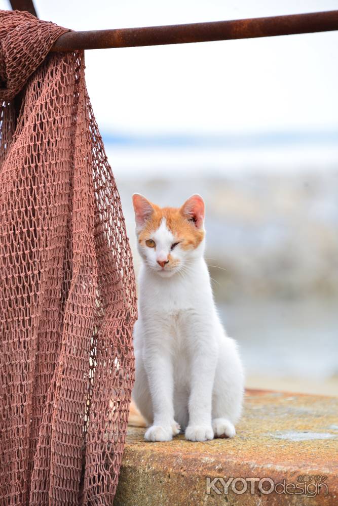 強くいきるみぎめ