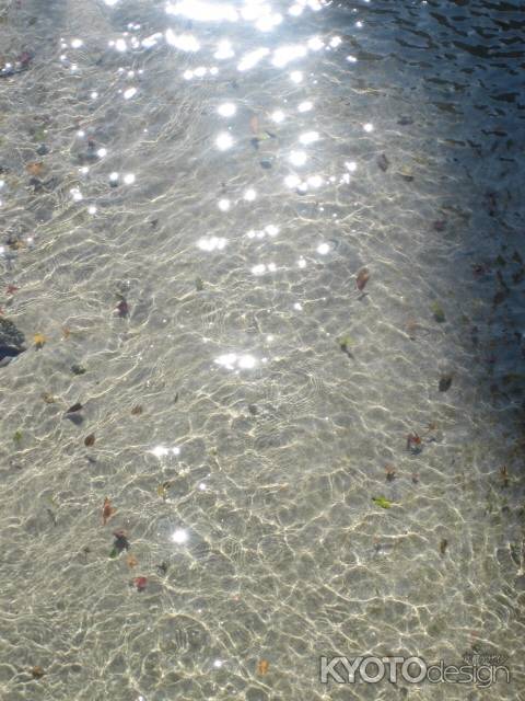 水面に揺れる落ち葉