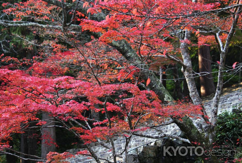 紅葉＠神護寺金堂石段