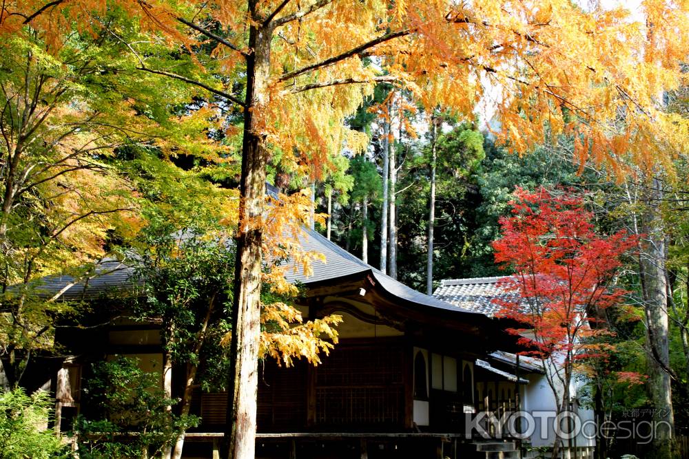 高山寺紅葉2013⑤