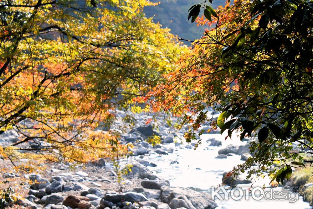 高山寺紅葉2013⑩
