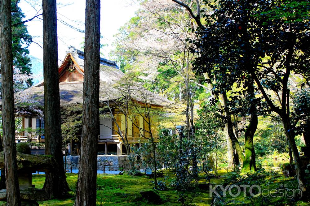 大原三千院2013春③