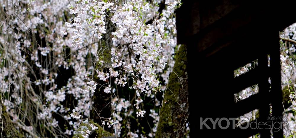 常照皇寺2015春⑤