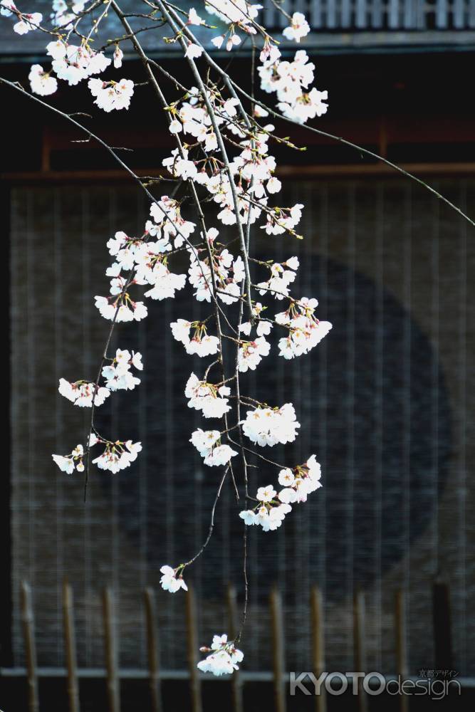 東山花灯路2016-白川南通①