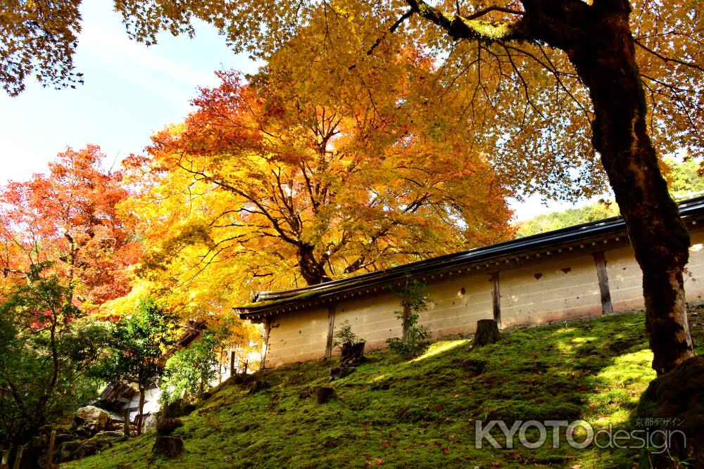 常照皇寺2016秋③