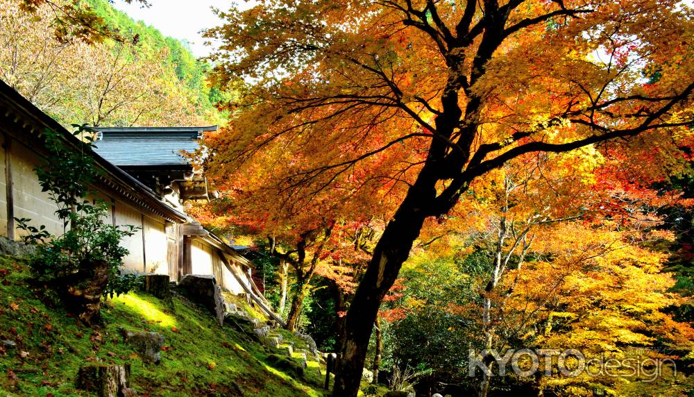 常照皇寺2016秋④