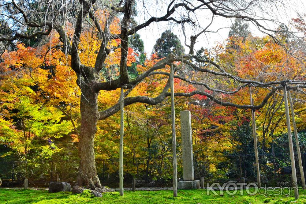 常照皇寺2016秋⑧