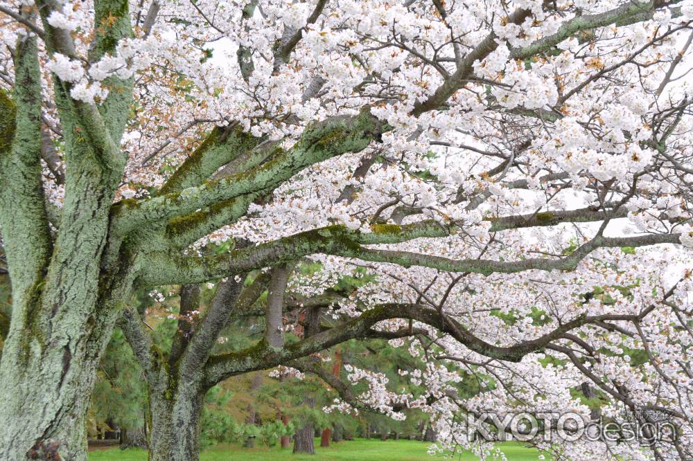 御所の桜