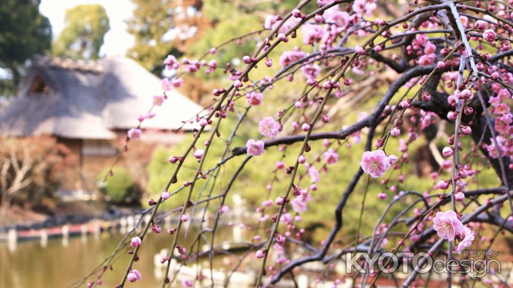 梅宮大社の神苑Ⅱ