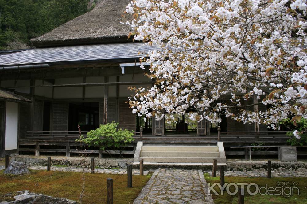 常照皇寺　方丈と桜