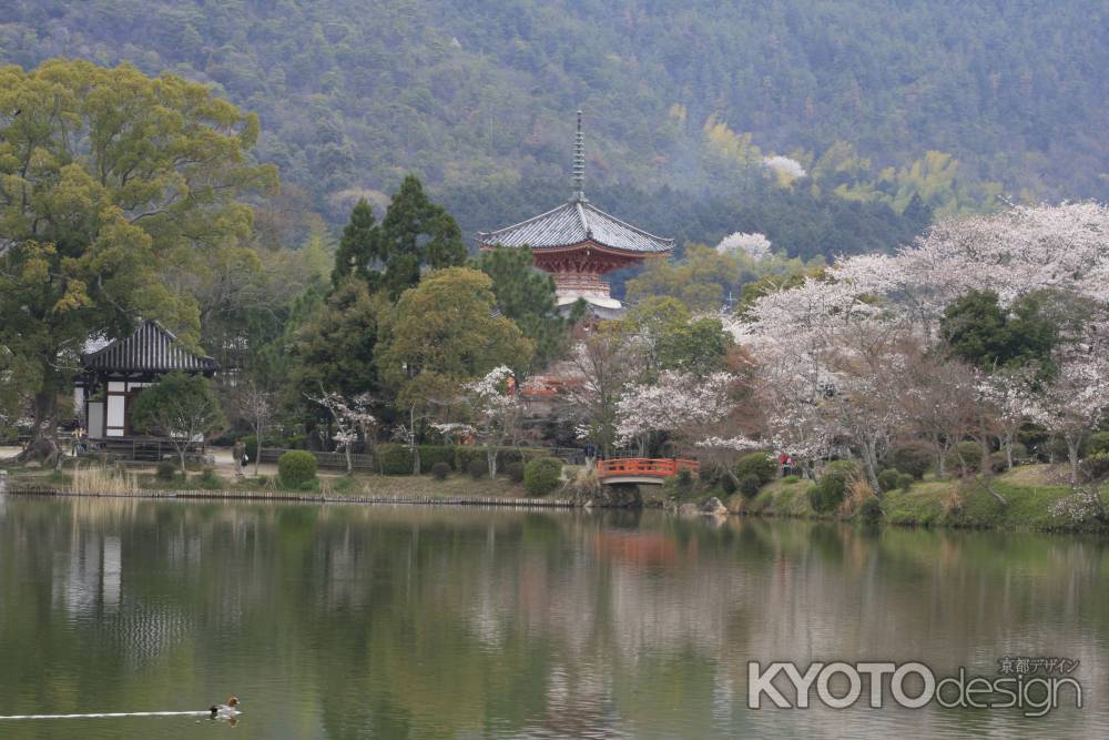 大覚寺の大沢池　心経宝塔と桜