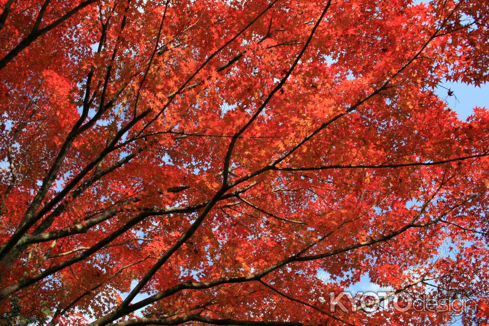 天龍寺　真っ赤に染まるモミジ　