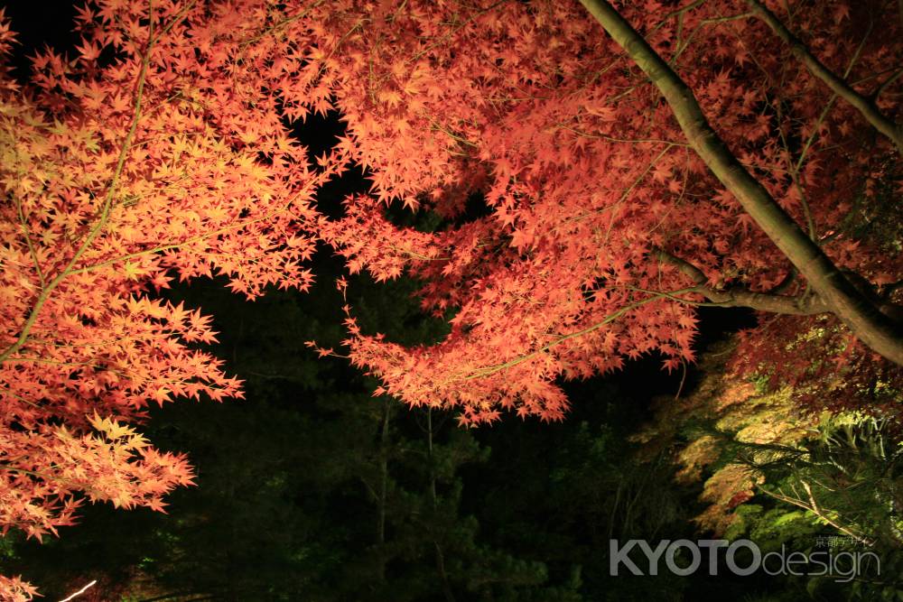 鍬山神社のライトアップ