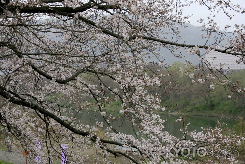 背割堤の桜
