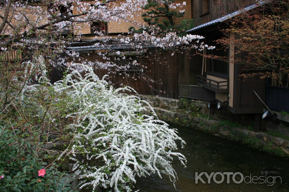 ユキヤナギとサクラ