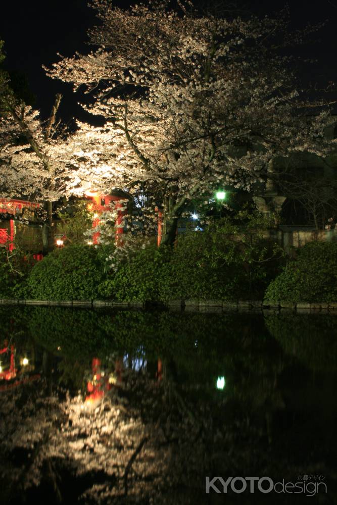 ライトアップされる桜