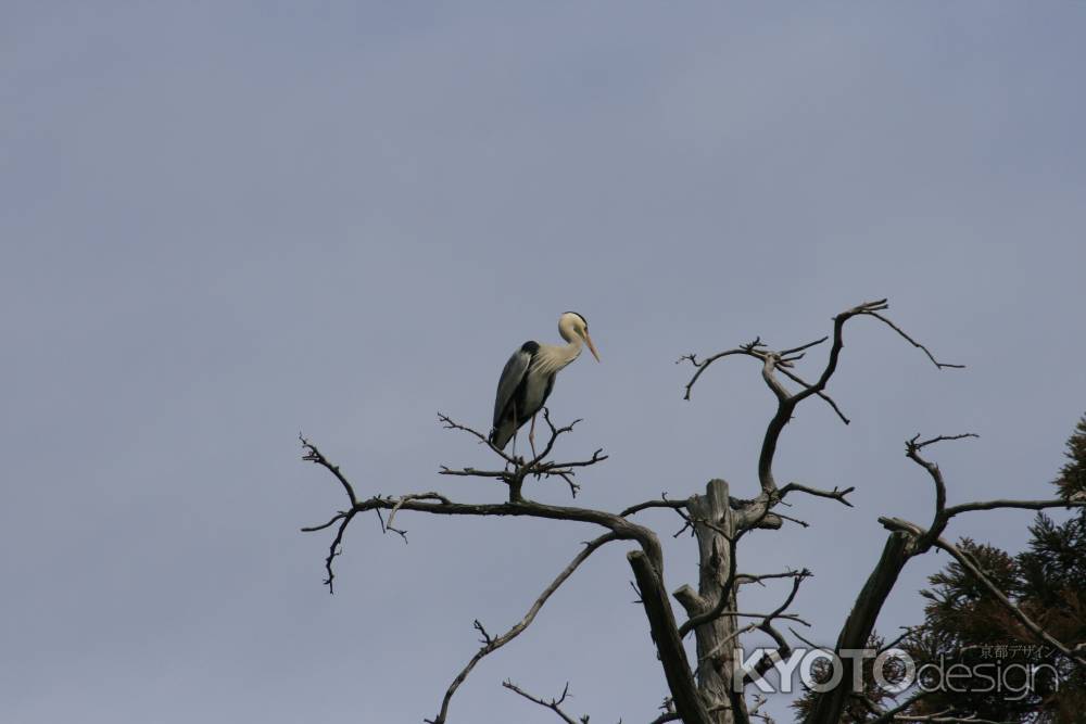 梅宮大社　木の上のアオサギ