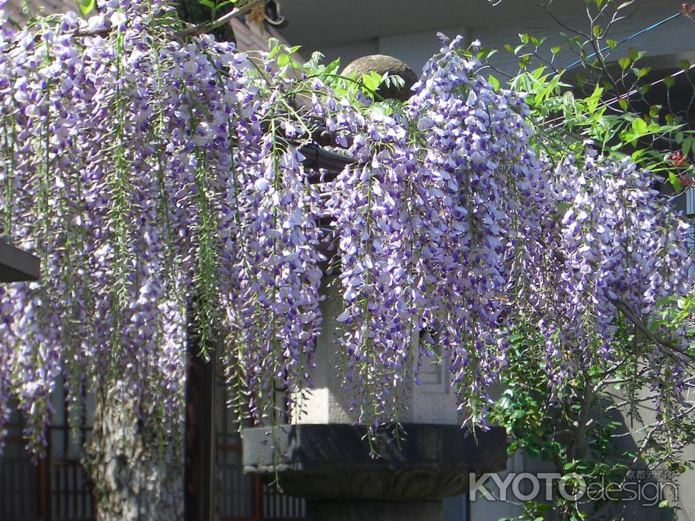 六孫王神社の藤の花