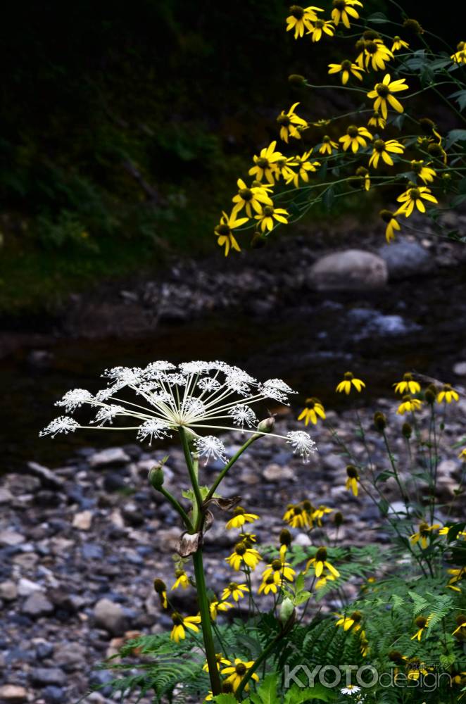 川辺の名も知らぬ花