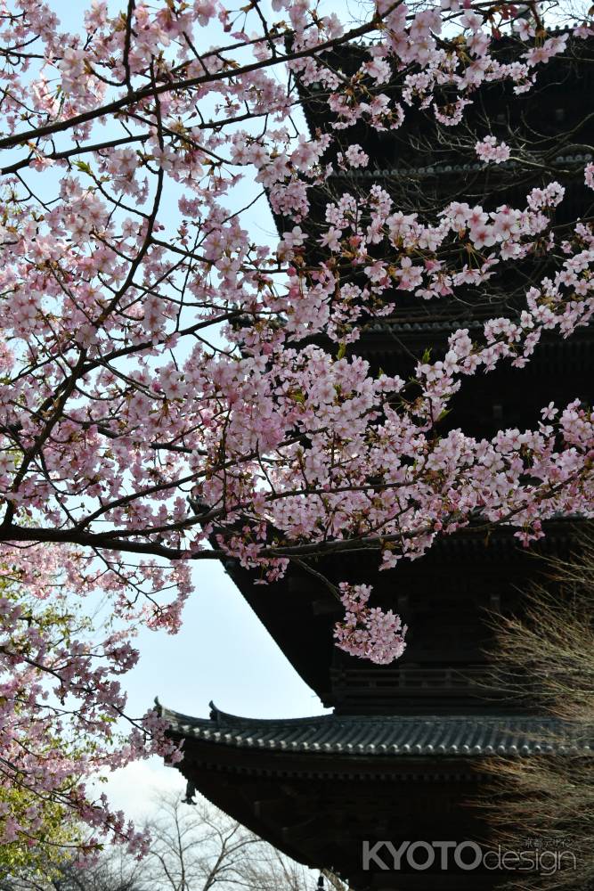 塔と満開の河津桜