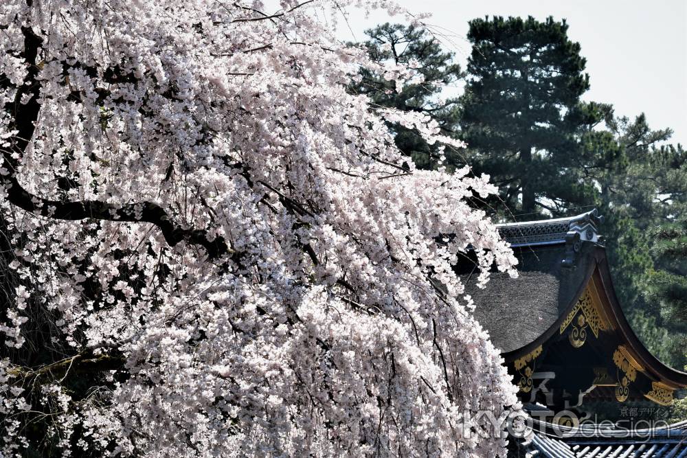 綿帽子の如く咲き乱れる