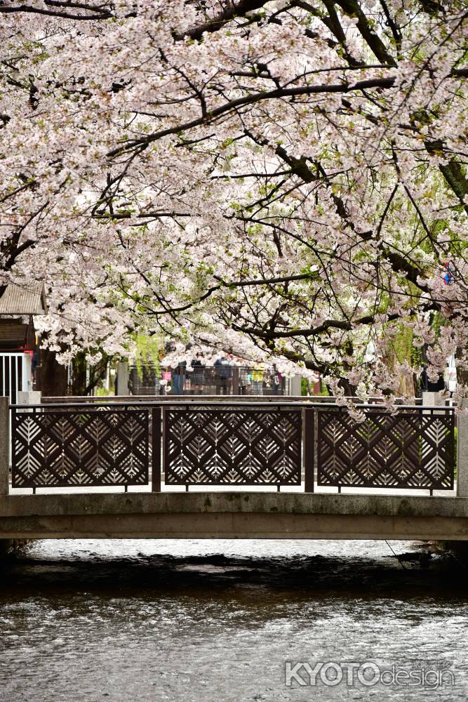 桜満開の高瀬川の魅力4