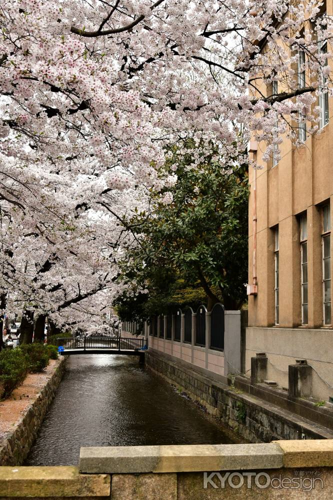 桜満開の高瀬川の魅力6