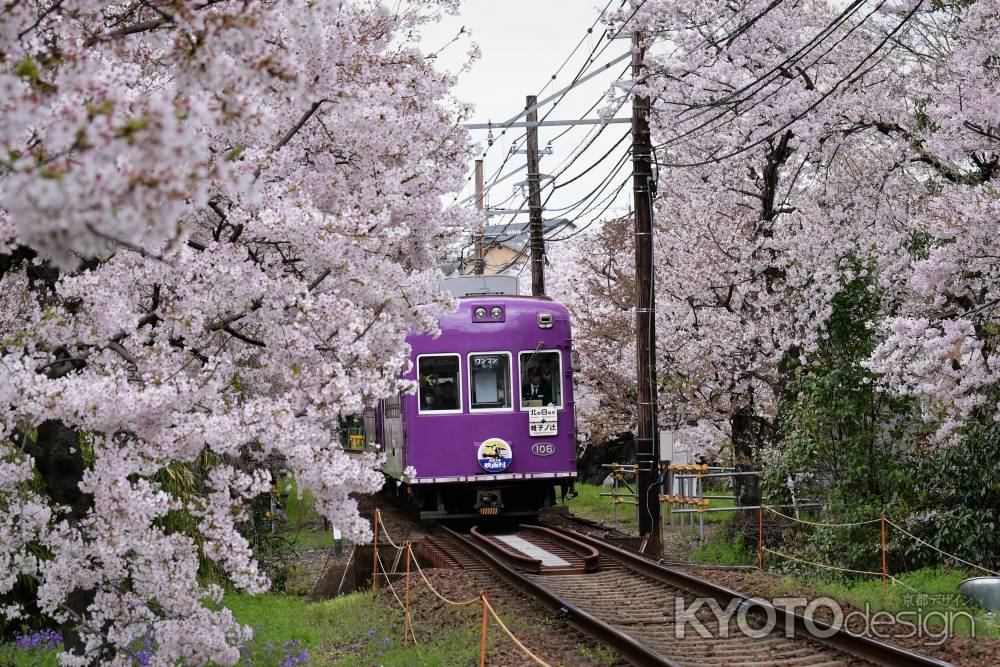 鳴滝　花のトンネル