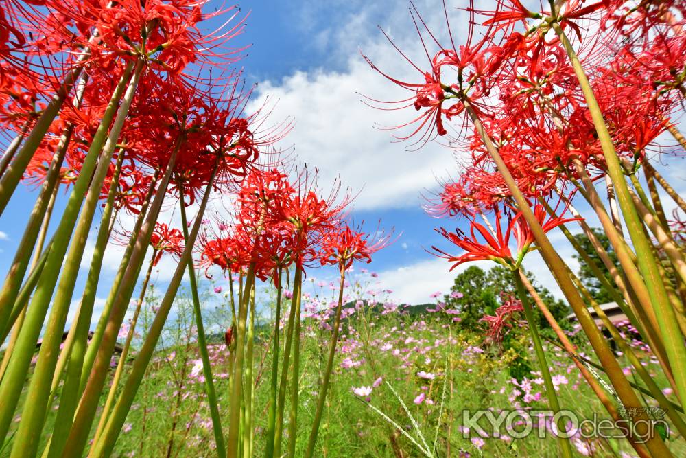 彼岸花と秋桜のコラボ