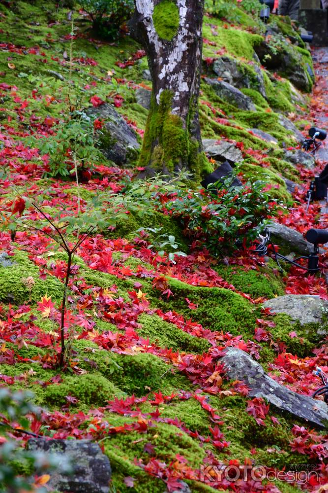 苔に落ち葉が映える