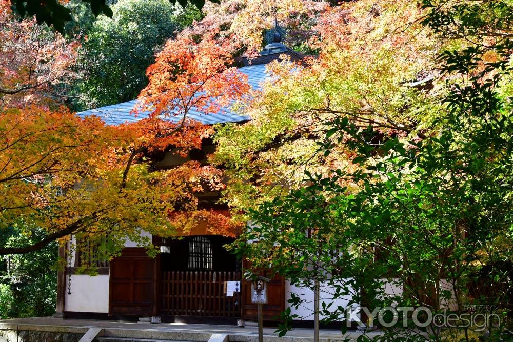 地蔵院の紅葉