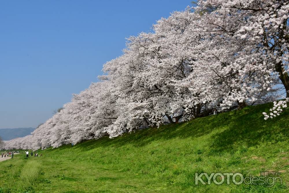 満開の背割堤