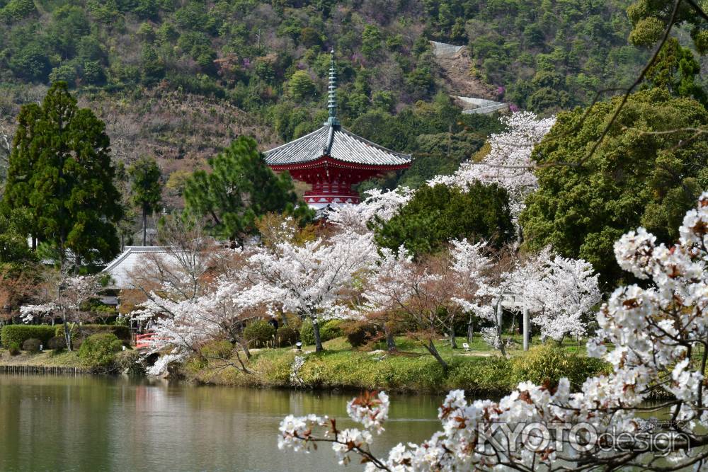 桜の時期の心経宝塔