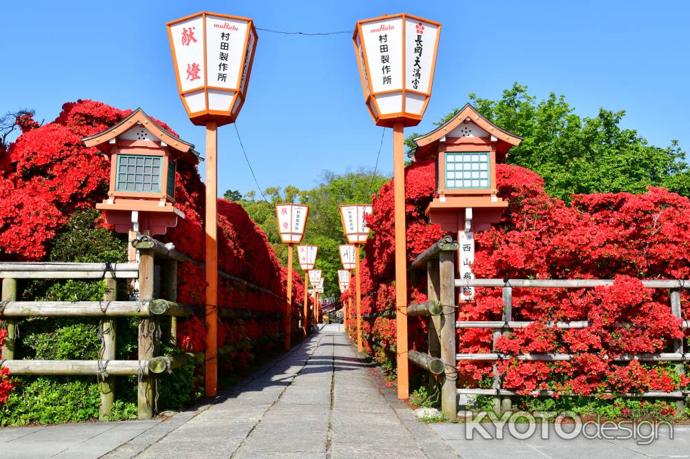 参道のキリシマつつじ満開