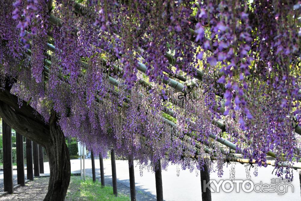 鳥羽水環境センターの藤棚1