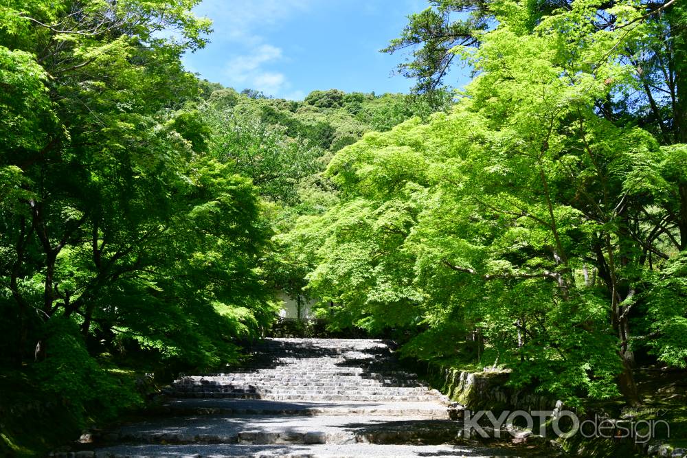 新緑に覆われる二尊院の参道