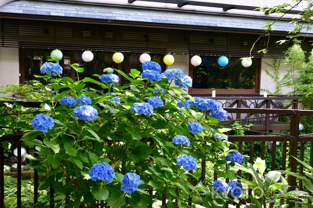 丸い提灯とアジサイ