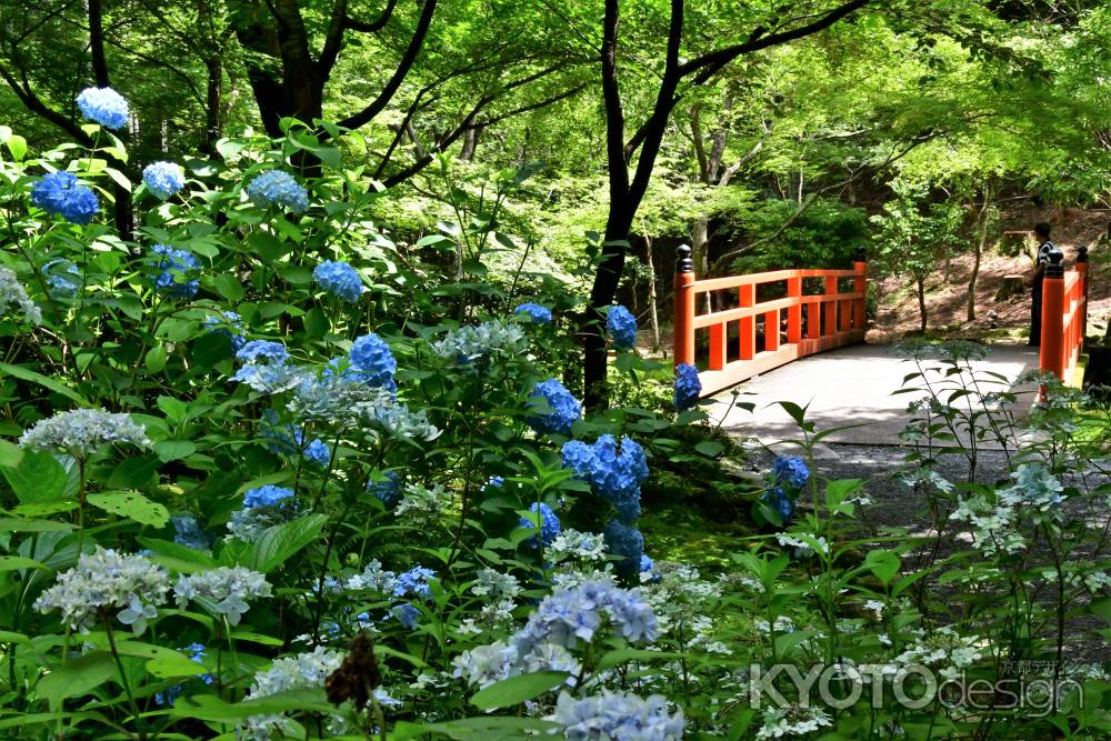 紫陽花苑から売炭翁石仏へ続く赤い欄干の橋
