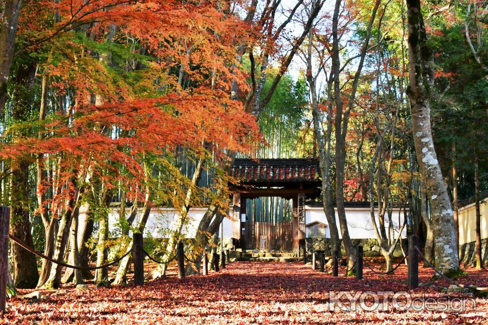 初冬の陽が差す参道