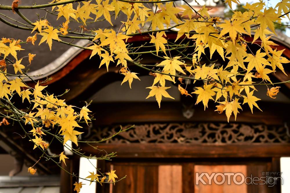 黄葉に飾られる勅使門