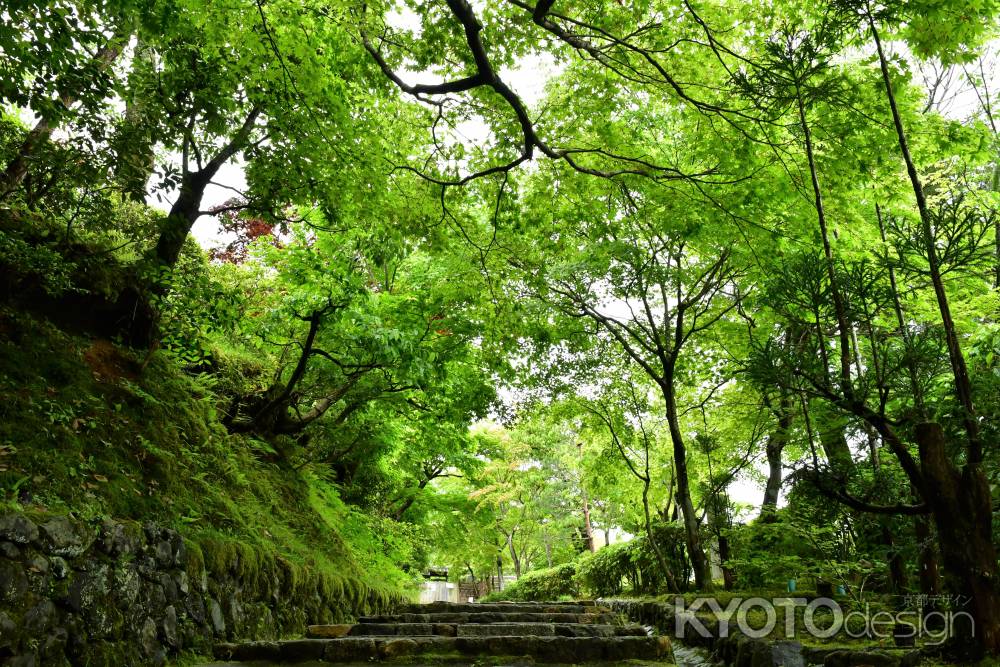 新緑の素敵な参道