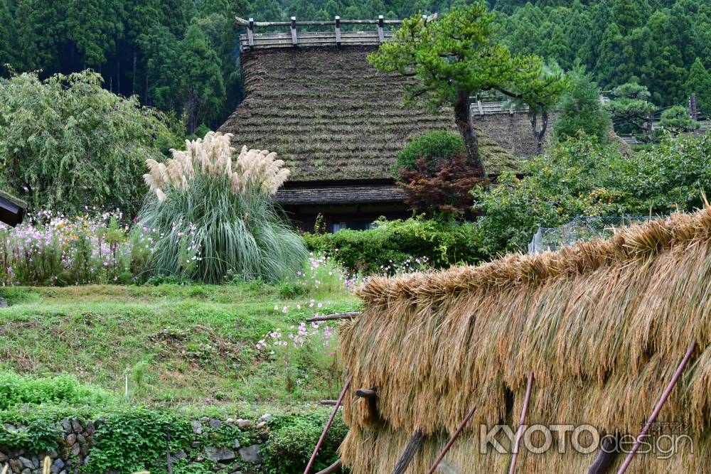 茅葺屋根と稲干し