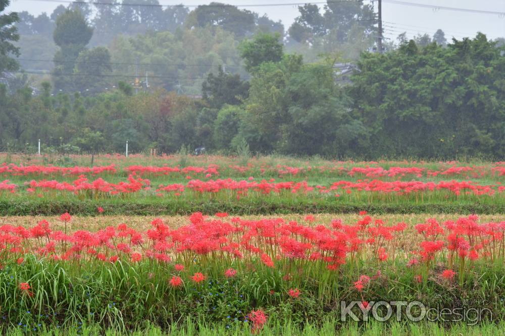 彼岸花　里の秋