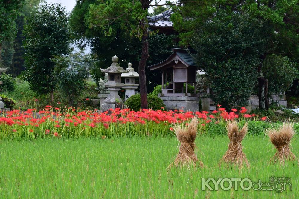 彼岸花と鎮守の神様