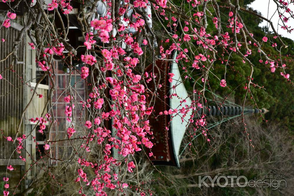 多宝塔と紅梅