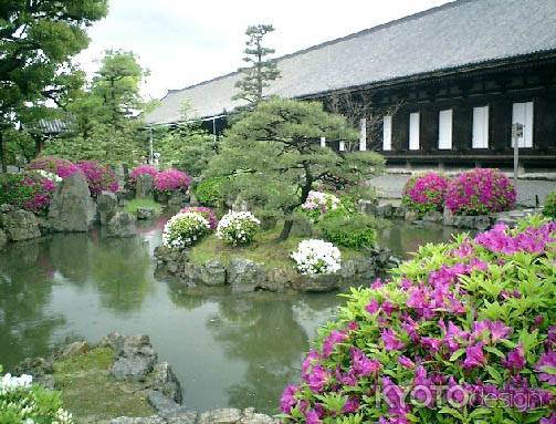 つつじが咲く三十三間堂の庭園