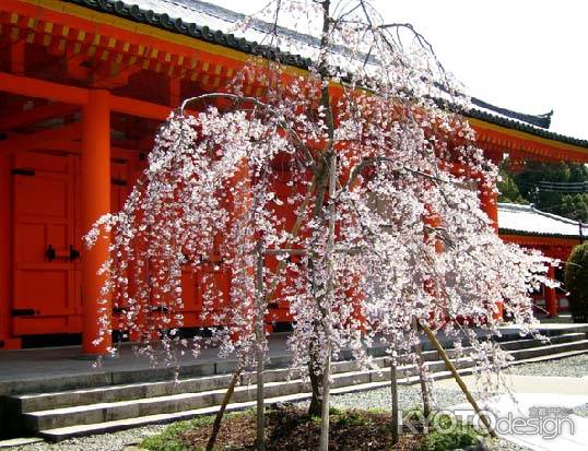 三十三間堂の朱門と桜