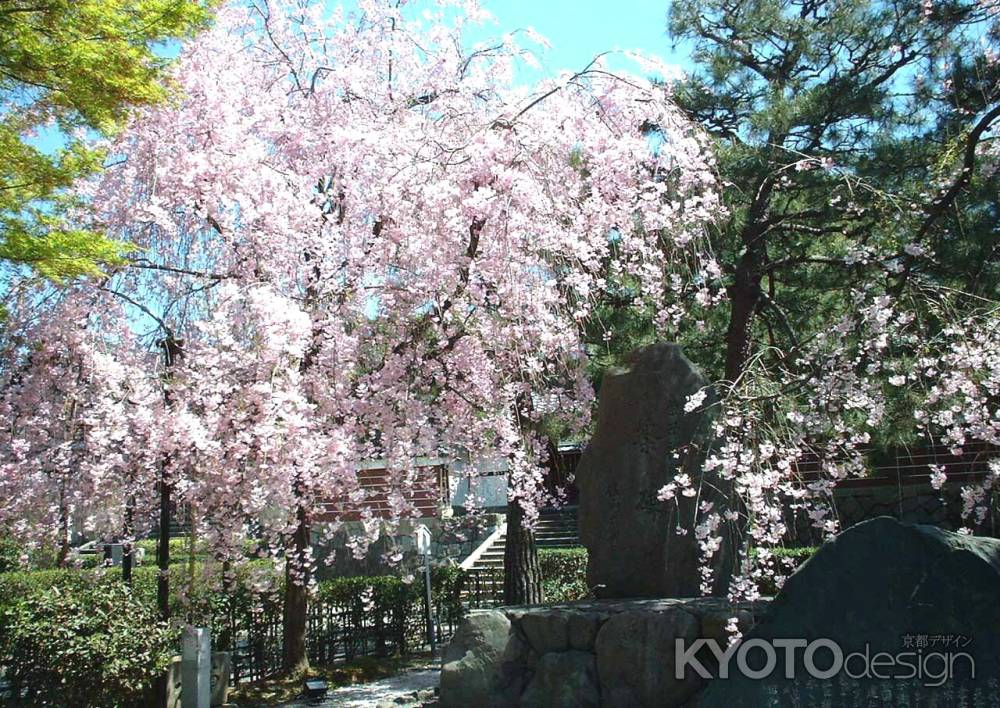 建仁寺の桜